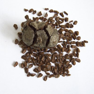 Cupressus_sempervirens_cone_and_seeds Cupressus_sempervirens_cone_and_seeds