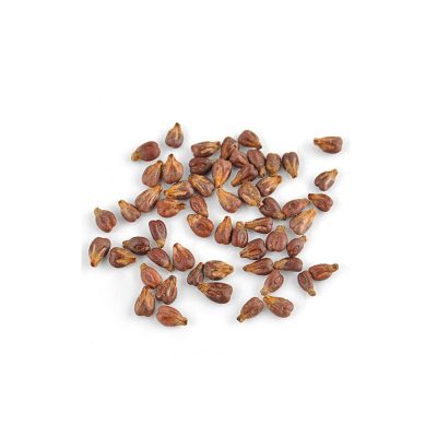 grape-seeds-vitis-vinifera grape-seeds-vitis-vinifera