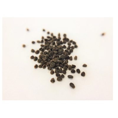 pirmula-veris-pirmula-elatior pirmula-veris-pirmula-elatior