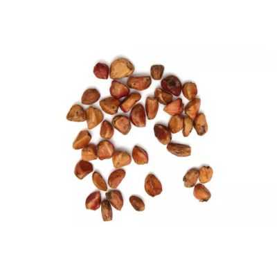 roseship-seeds roseship-seeds